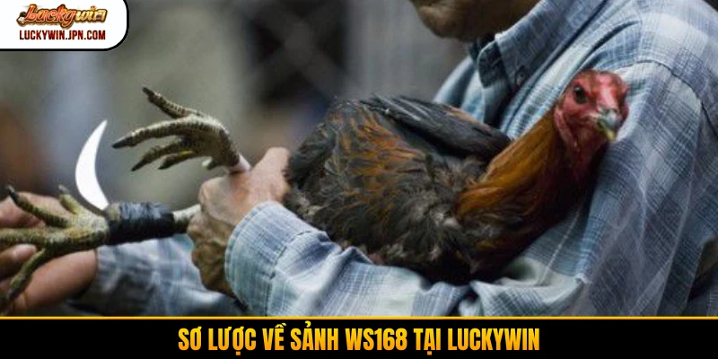 Đôi nét về đá gà cựa dao tại Luckywin