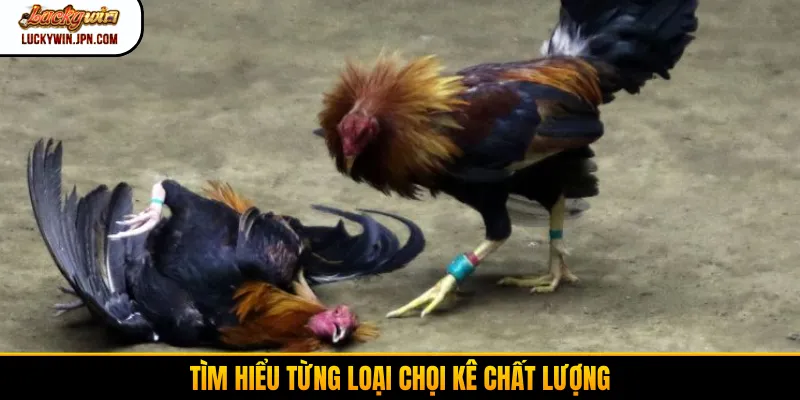 Tìm hiểu từng loại chọi kê chất lượng